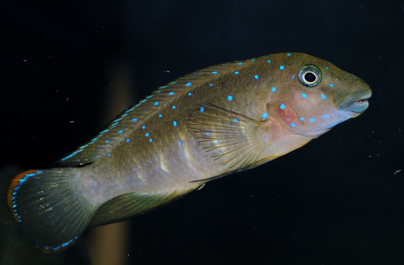 Eretmodus cyanostictus 'Cameron Bay'